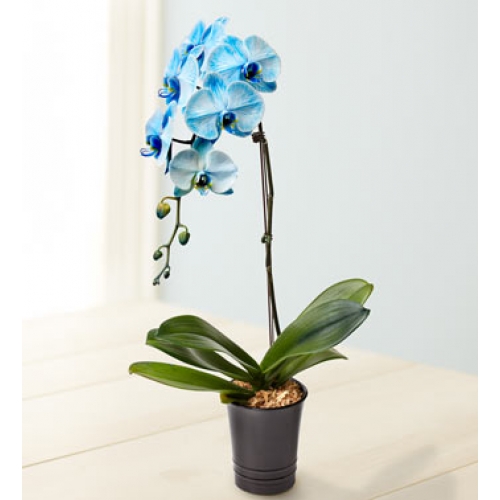 Phalaenopsis orkide - tembel bir çiçek?