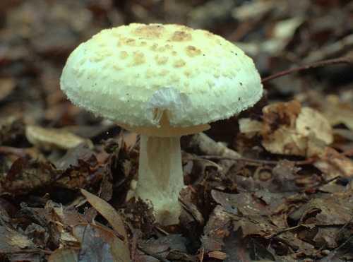 Amanita muscaria veya Amanita citrina nasıl tanımlanır