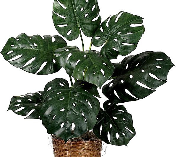 Monstera, büyümenin sırları