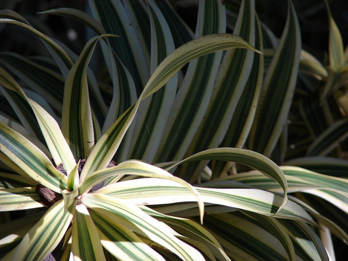 Dracaena ekiminde zorluklar