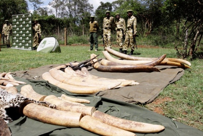 Neden Zimbabwe 50 ton fildişi toplamıştır