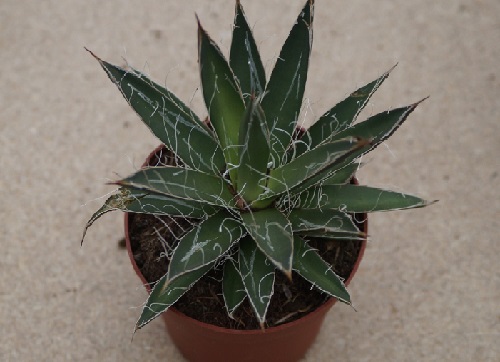 Agave: üreme, bakım ve zararlıları