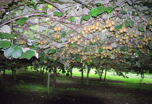 Actinidia - gösterişsiz bitki