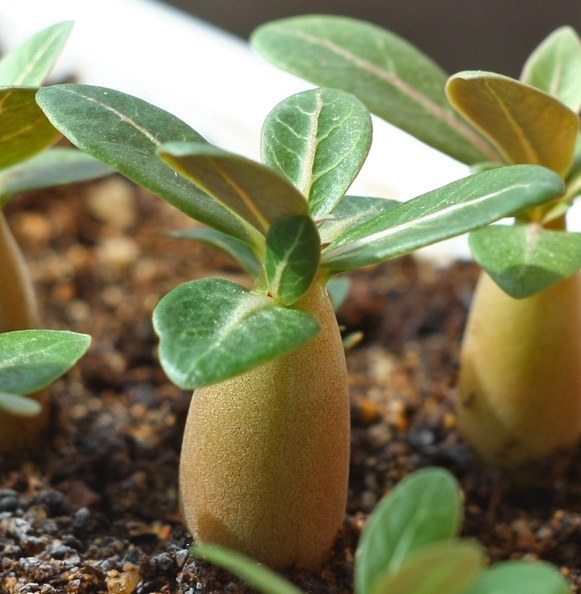 Adenium'un tohumlarını nasıl ve ne zaman ekeceğim