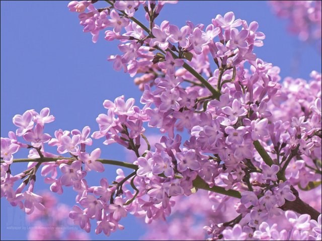 Lilacs Bloom nasıl 