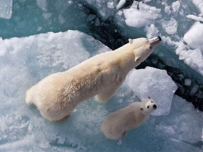 Arctic'te hangi hayvan var