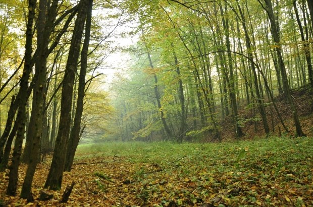 Ormanda yürüyüş nasıl düzenlenir