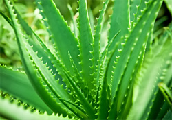 Aloe Vera - Pencerede eczane yaratın