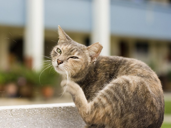 Kedi neden sıkıyor