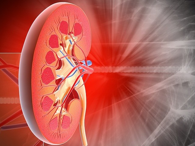 Renal pelvisin yapısı ve fonksiyonu