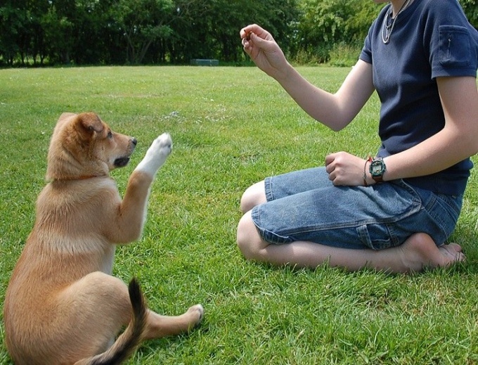 Bir köpek almak için neye ihtiyacın var