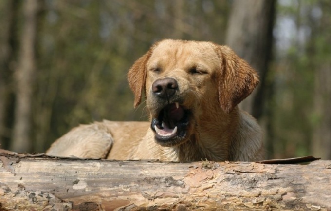 Köpek soğuksa