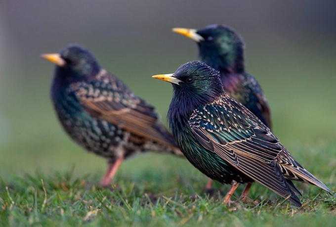 Ne tür bir kuş starling