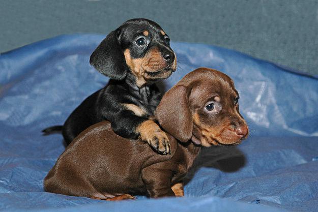 Bir Dachshund Köpek Besleme