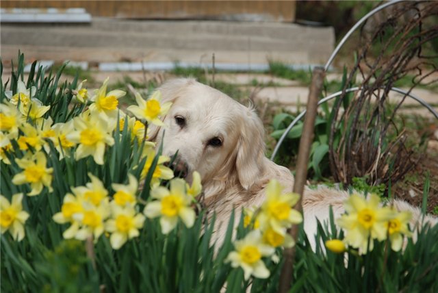 Ülkede köpeği korumak için