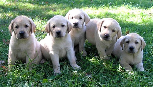 köpek lobladore oğlu takma adları