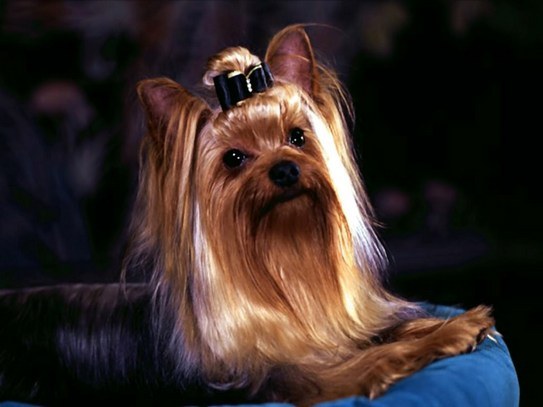 Yorkshire Terriers nasıl görünüyor