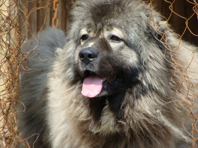 Kafkas Çoban Köpeği - Karakter ve Davranış