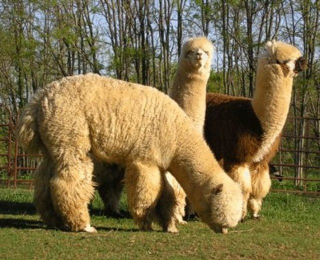 Alpacas kim?