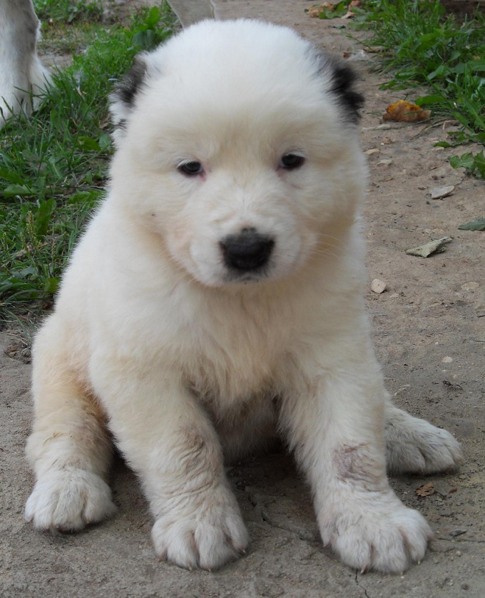 Bir alabai köpek yavrusu nasıl beslenir