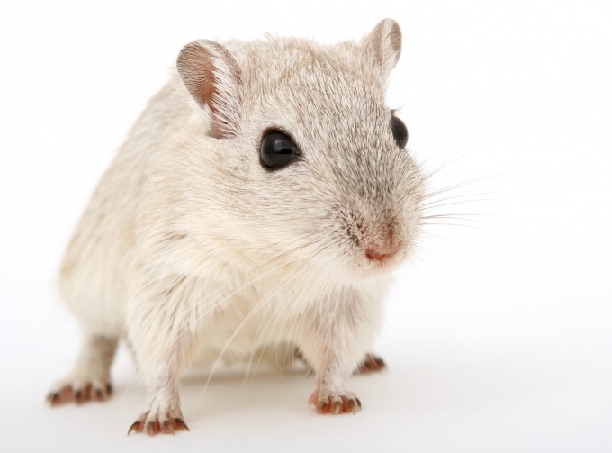 Gerbils cinsiyet nasıl belirlenir