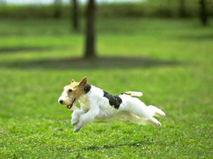 Bir köpeğe bir takma ada nasıl erişilir