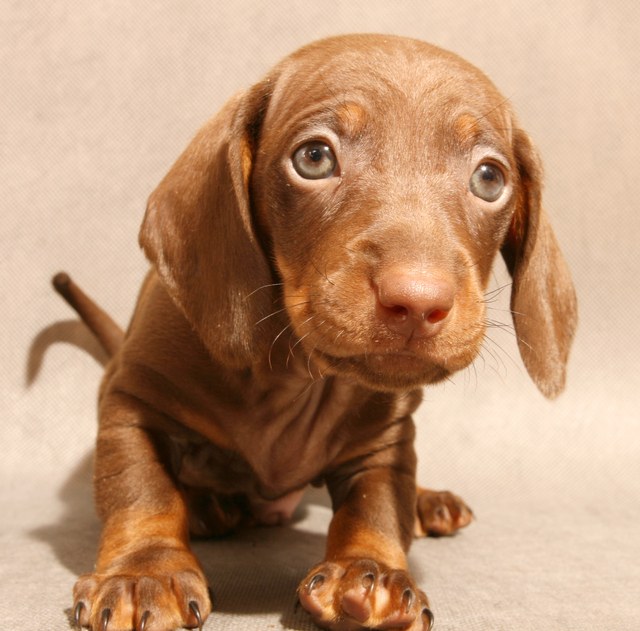 Bir cüce dachshund yavru nasıl seçilir