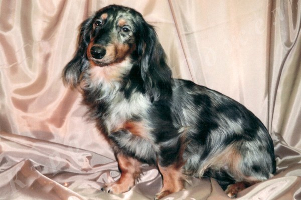 Mermer dachshund ne olmalıdır?