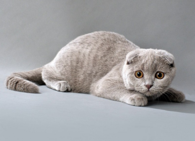 Scottish Fold kedilerini nasıl ördeğiniz