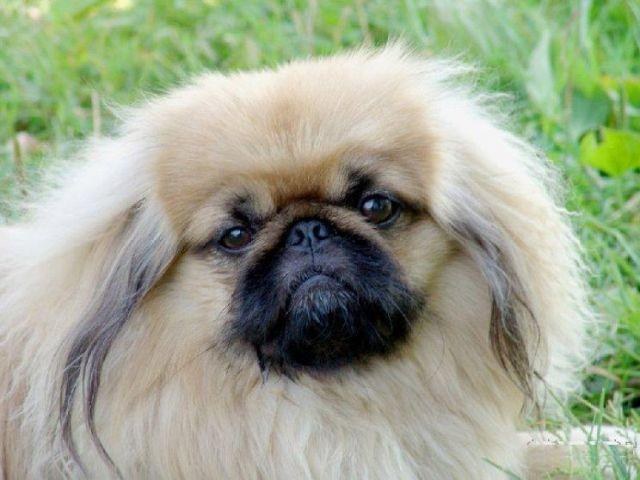 Pekingese apartman dairesinde kalmak çok güzel