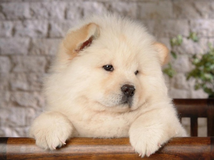 Yavrulara benzer köpekler: chow-chow ve Pomeranian pomeranian 