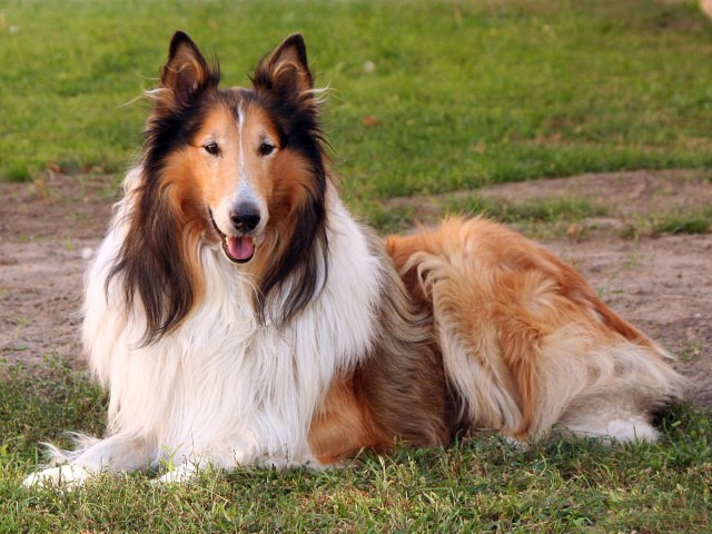 Collie köpeklerinin isimleri neydi?