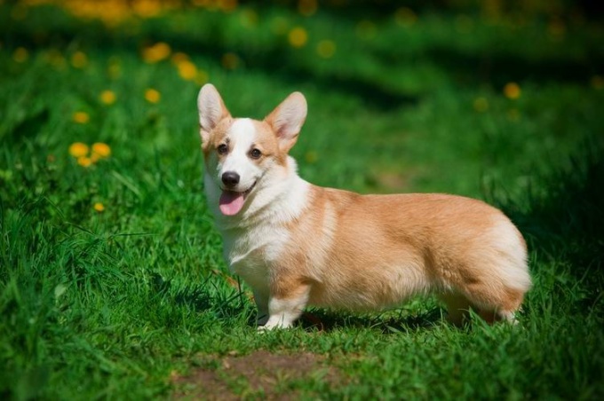 Gal Corgi Cardigan